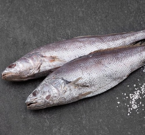 [제주 올레바당] 한올레 제주 민어 240g - Store Pick Up Only